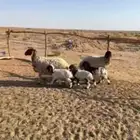 شياه نعيم مواليد