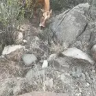 بقره رعويه