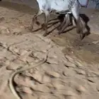 رخال سواكن نوادر