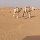 ابل