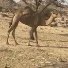 بكره ثنيه من بغاها رحول ولا مقنا