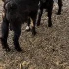 تيوس عوارض سمان