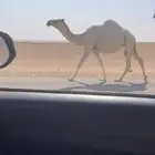 للبيع ابل الوضح جمله لقاح وعجوم وعشرا