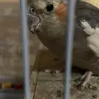 عصافير الكروان