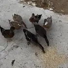 بط بكيني