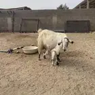 عنز سوريه بيضاء