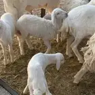 طلي