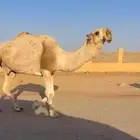 بعير باتلي منتج وبنته موجوده