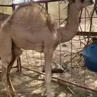 قعود للبيع كفو
