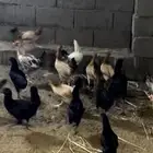 دجاج بلدي