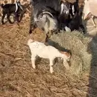 معزا 7 وراها 7