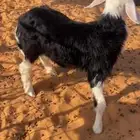 خروف