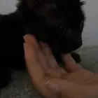 قطه للتبني