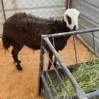 شاه مهجنه سنها رباع