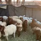 رخال نعيم طيبات وبريات