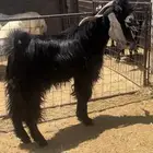 تيس فحل عارضي