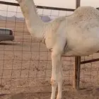للبيع قعود كحيلاني