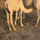 مطلوب حشو فواخر على حليب