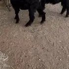تيوس عوارض انتاج