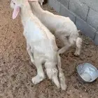 خروف ورخل تربيه صفر ترضع وتاكل وصحته زينه