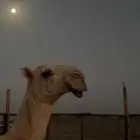 للبيع القعود الكفووو