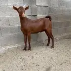 تيس فحل