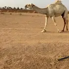 للبيع قعود رماني عل رمان الجبعى