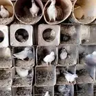 حمام عايدي