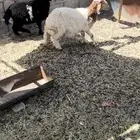 رخال