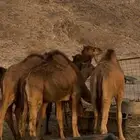 قعدان للبيع طيبه ومقفله