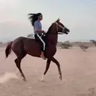 حصان كفو للبيع