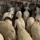 طليان سواكن مرابي دمازين ظهورها فل الفل