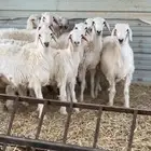 هرافى حريات
