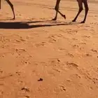 بكره غرنوقيه تدخل حقه الشتاء ذا