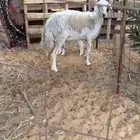 ثنيه والد حريه(( تممم البييع ))