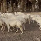 غنم عدد 70