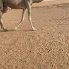 لقحة طيبة جداا