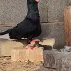 حمام شامي