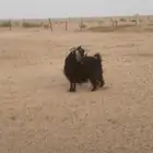 عنز عارضيه