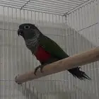 انثى كنيور كريمسون من النوادر