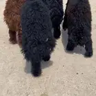 خرفان زبده