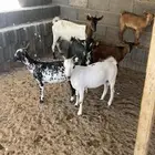 للبيع 3 تيوس فل شحم ماشاء الله
