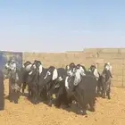 معزا عوارض صنف