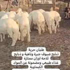 طليان حرية ذبايح للضيف او للبيت