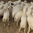 خرفان طيبة بلدي شرط