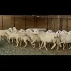 ضان حرش دفيع