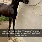 مهره كفو فوق الكفو