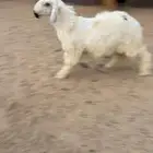 خروف نجدي