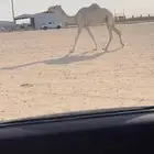 لقحه كفووو
