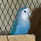 روز وكروان للبيع غير أليفه